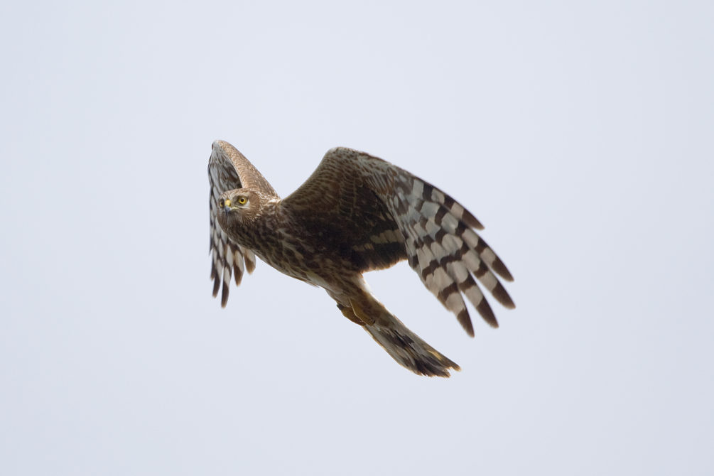Hen Harrier