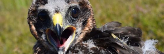 Marci the female Hen Harrier, photo credit Shaila Rao and RSPB Scotland