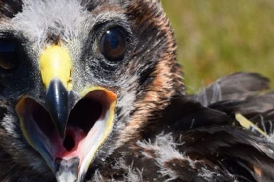 Marci the female Hen Harrier, photo credit Shaila Rao and RSPB Scotland